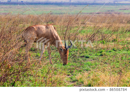 Coke's hartebeest (Alcelaphus buselaphus cokii) or kongoni in Serengeti national park in Tanzania, Africa 86508784