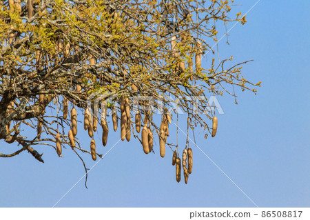 Sausage tree (Kigelia africana) in Serengeti national park, Tanzania 86508817
