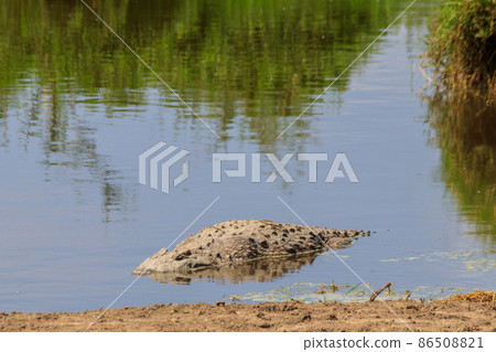 Nile Crocodile (Crocodylus niloticus) in river in Serengeti National Park, Tanzania. Wildlife of Africa Nile Crocodile (Crocodylus niloticus) in river in Serengeti National Park, Tanzania. Wildlife of Africa 86508821