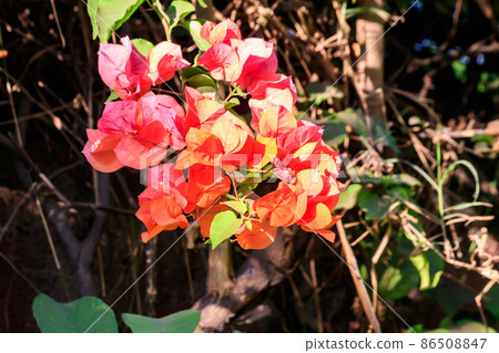 Beautiful blooming bougainvillea in garden 86508847