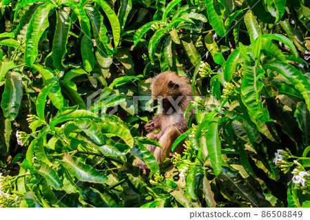 Olive baboon (Papio anubis), also called the Anubis baboon, on a tree in Lake Manyara National Park in Tanzania Olive baboon (Papio anubis), also called the Anubis baboon, on a tree in Lake Manyara National Park in Tanzania 86508849