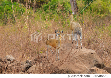 Kirk's dik-dik (Madoqua kirkii) in Lake Manyara national park, Tanzania 86508850