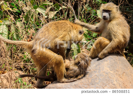 Family of olive baboons (Papio anubis), also called the Anubis baboons, on a stone in Lake Manyara National Park in Tanzania Family of olive baboons (Papio anubis), also called the Anubis baboons, on a stone in Lake Manyara National Park in Tanzania 86508851