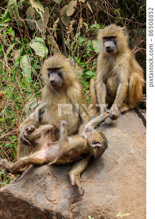 Family of olive baboons (Papio anubis), also called the Anubis baboons, on a stone in Lake Manyara National Park in Tanzania 86508852