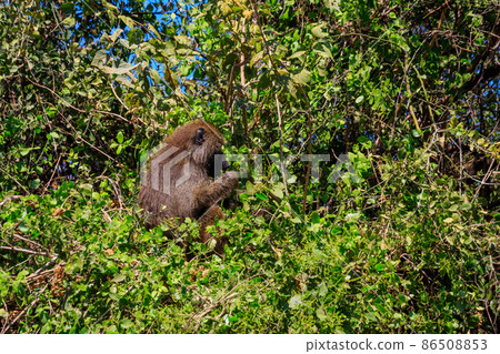 Olive baboon (Papio anubis), also called the Anubis baboon, on a tree in Lake Manyara National Park in Tanzania Olive baboon (Papio anubis), also called the Anubis baboon, on a tree in Lake Manyara National Park in Tanzania 86508853