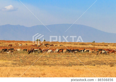 Herd of zebu cattles on a pasture in Tanzania Herd of zebu cattles on a pasture in Tanzania 86508856
