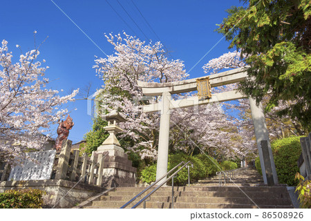 Kyoto Spring Munetada Shrine 86508926