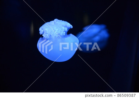 嘲弄水母彩色水母 86509387