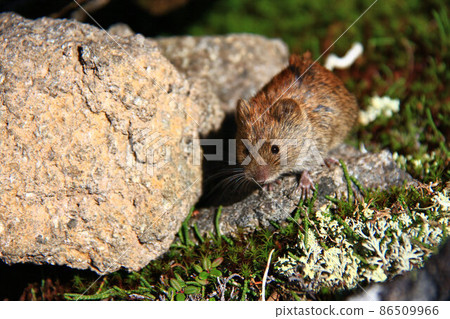Daisetsuzan Mouse 86509966