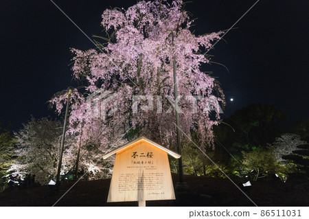 京都東寺一夜櫻花燈火通明 京都東寺一夜櫻花燈火通明 86511031