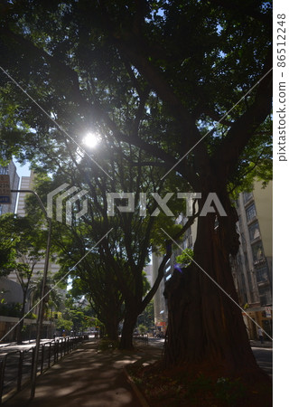 Roadside trees of rubber trees 86512248