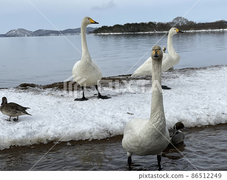 Swan of Lake Inawashiro in Fukushima Prefecture in January 2022 86512249