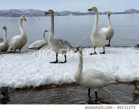 Swan of Lake Inawashiro in Fukushima Prefecture in January 2022 86512275