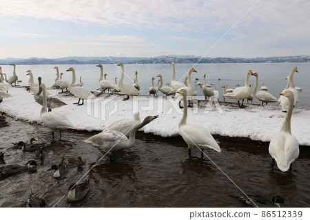 Swan of Lake Inawashiro in Fukushima Prefecture in January 2022 86512339