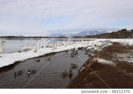 Swan of Lake Inawashiro in Fukushima Prefecture in January 2022 86512370