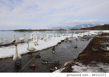 Swan of Lake Inawashiro in Fukushima Prefecture in January 2022 86512371