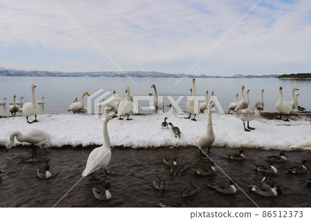 Swan of Lake Inawashiro in Fukushima Prefecture in January 2022 86512373