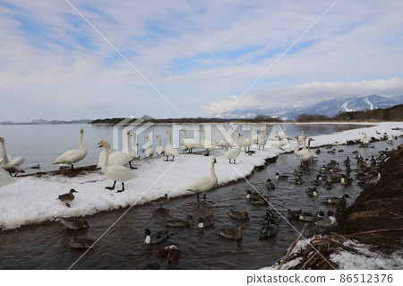Swan of Lake Inawashiro in Fukushima Prefecture in January 2022 86512376