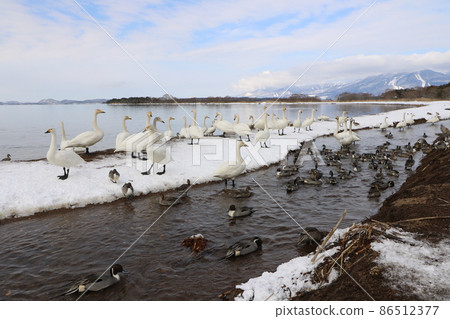 Swan of Lake Inawashiro in Fukushima Prefecture in January 2022 86512377