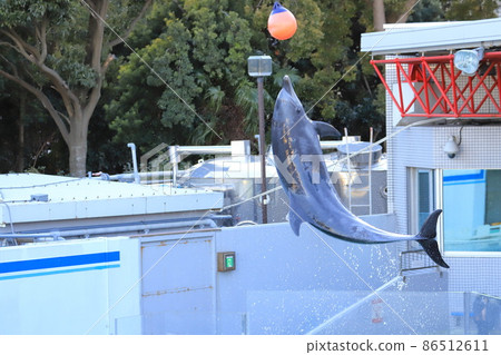 品川水族館 跳躍和触球的海豚 品川水族館 跳躍和触球的海豚 86512611