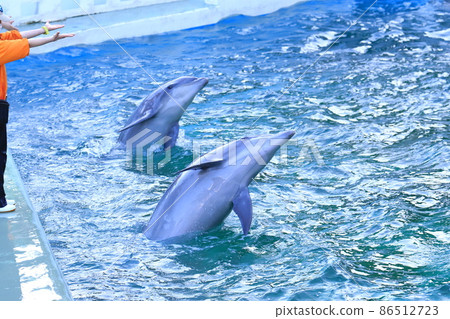 品川水族館 兩隻海豚按照飼養員的指示行動 品川水族館 兩隻海豚按照飼養員的指示行動 86512723