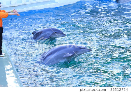 品川水族館 兩隻海豚按照飼養員的指示行動 86512724