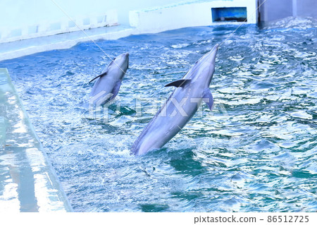 品川水族館 兩隻海豚按照飼養員的指示行動 品川水族館 兩隻海豚按照飼養員的指示行動 86512725