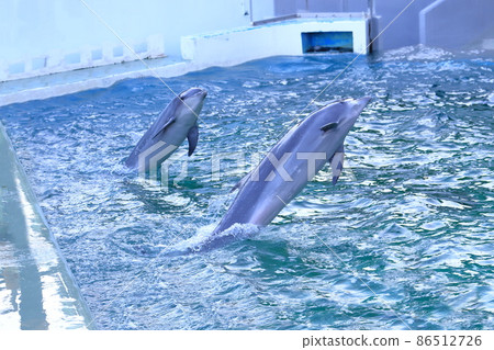 品川水族館 兩隻海豚按照飼養員的指示行動 86512726