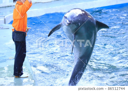 Shinagawa Aquarium Dolphin acting according to the instructions of the keeper 86512744