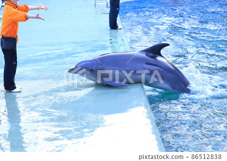 品川水族館海豚,在飼養員的方向上上升到池畔 品川水族館海豚,在飼養員的方向上上升到池畔 86512838