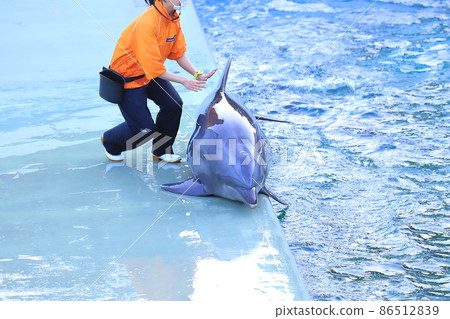 品川水族館海豚，在飼養員的方向上上升到池畔 86512839