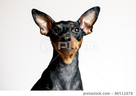 Close-up portrait of miniature pinscher dog with symptom disease - follicular dysplasia or alopecia pattern Close-up portrait of miniature pinscher dog with symptom disease - follicular dysplasia or alopecia pattern 86512878