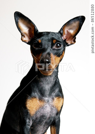 Close-up portrait of miniature pinscher dog with symptom disease - follicular dysplasia or alopecia pattern Close-up portrait of miniature pinscher dog with symptom disease - follicular dysplasia or alopecia pattern 86512880