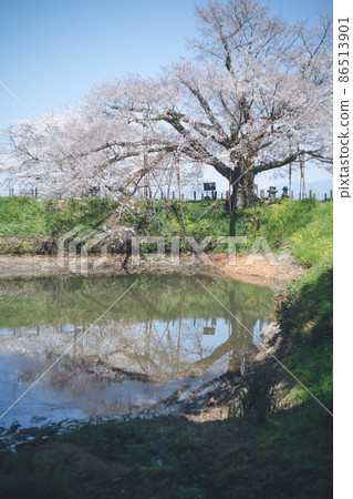 Asaino ipponza, which is also famous for its upside-down cherry blossoms that reflect on the surface of the water Kurume City, Chikugo District, Fukuoka Prefecture, Kyushu, Japan 86513901