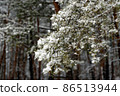 Beautiful scenic view of pine forest with trees covered with snow 86513944