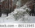 Beautiful scenic view of pine forest with trees covered with snow 86513945