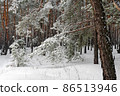 Beautiful scenic view of pine forest with trees covered with snow 86513946