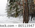Beautiful scenic view of pine forest with trees covered with snow 86513947