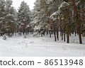 Beautiful scenic view of pine forest with trees covered with snow 86513948