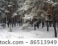 Beautiful scenic view of pine forest with trees covered with snow 86513949