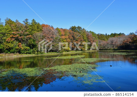 水戶市植物園池塘 86514154