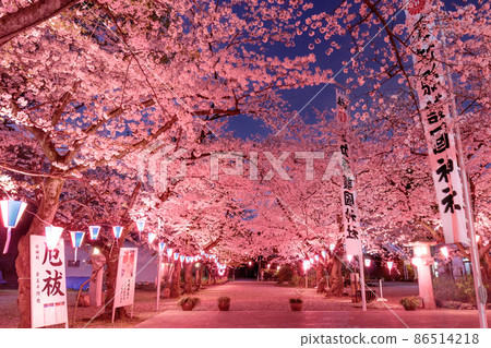 Night cherry blossoms at Gokoku Shrine in Nagoya 86514218