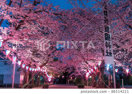 Night cherry blossoms at Gokoku Shrine in Nagoya 86514221