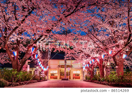 名古屋護國神社的夜櫻 名古屋護國神社的夜櫻 86514269
