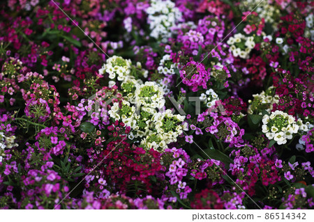 Iberis white, pink, red flowers 86514342