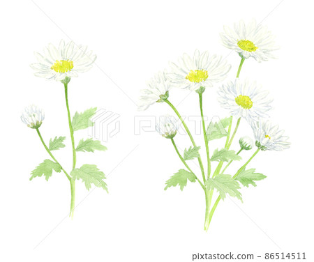 White small chrysanthemum flower set drawn in watercolor analog illustration transparent background White small chrysanthemum flower set drawn in watercolor analog illustration transparent background 86514511