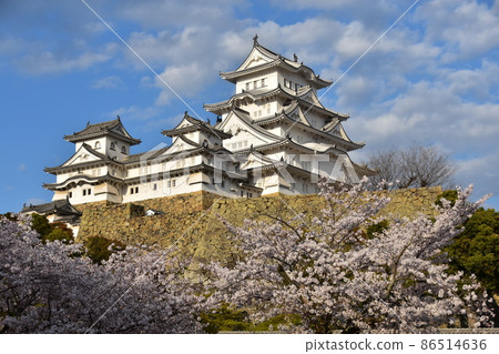 日本兵庫縣姬路市姬路城，世界遺產，國寶，春天的櫻花和宏偉的城樓 86514636