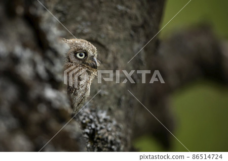 Scops Owl, Otus scops, sitting on tree branch in the forest. Wildlife animal scene from nature. Little bird, owl close-up, nesting. Scops Owl, Otus scops, sitting on tree branch in the forest. Wildlife animal scene from nature. Little bird, owl close-up, nesting. 86514724