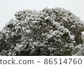 Winter Tree 86514760
