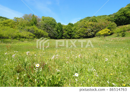 Spring valley scenery 86514763
